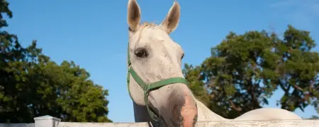 Lipica Stud Farm & Karst Treasures private day tour
